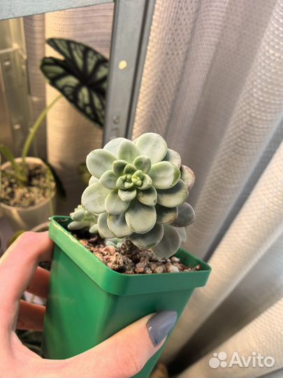 Суккуленты