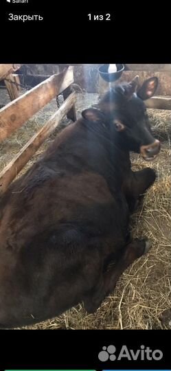 Телки джерси