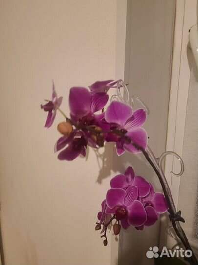 Комнатные растения (бронь)