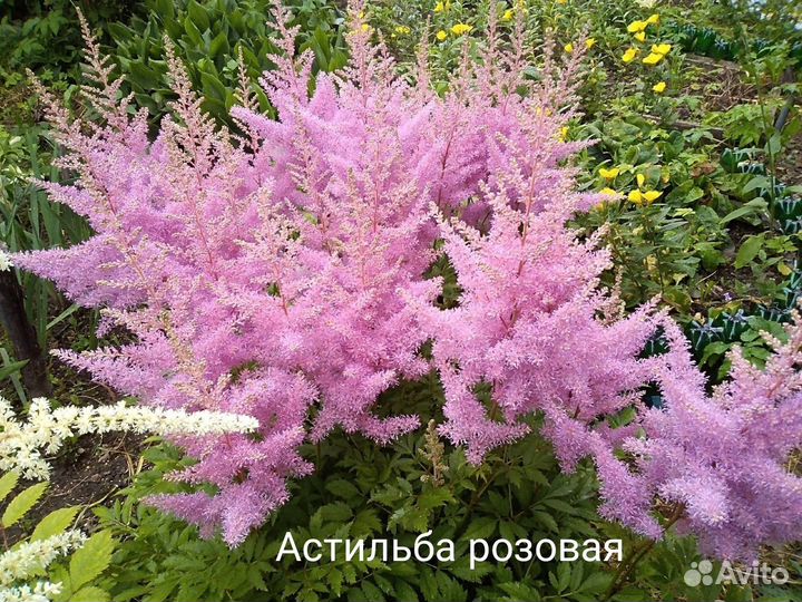 Многолетние неприхотливые цветы