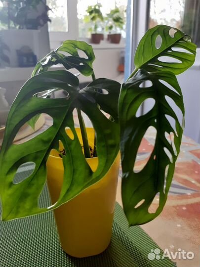 Комнатные растения