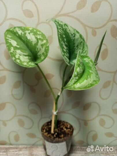 Сциндапсус экзотика (Scindapsus Exotica)