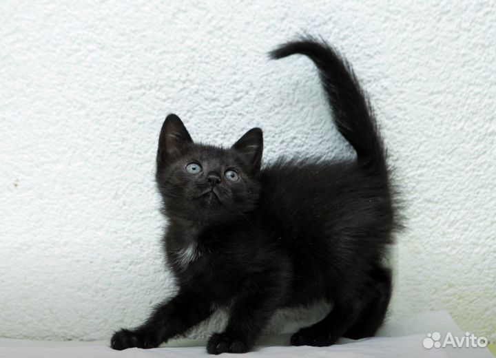 Черный котенок 1,5 месяца
