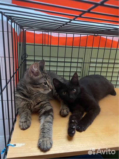 Кошечка ищет передержку или дом