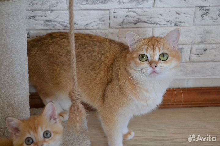 Кошка золотая шиншилла