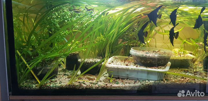 Продам немного растений