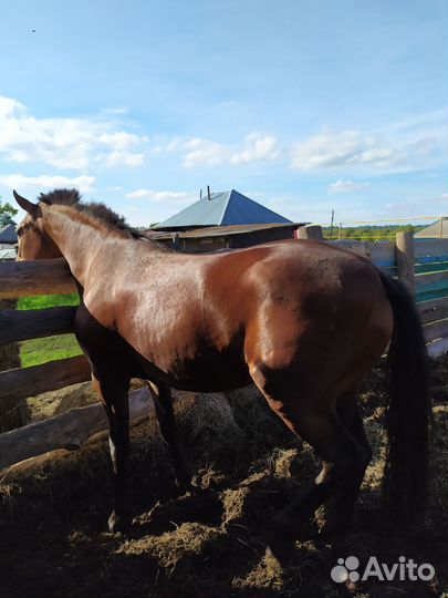 Продам кобылу
