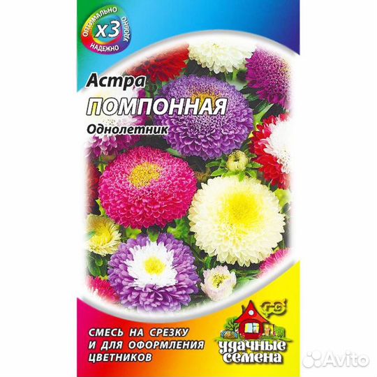 Астра Помпонная