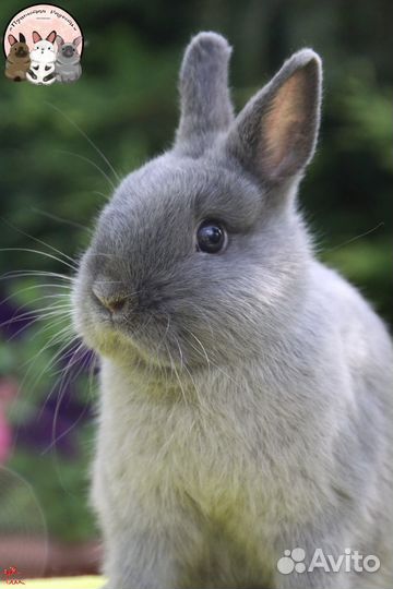 Нидерландский карликовый кролик самец