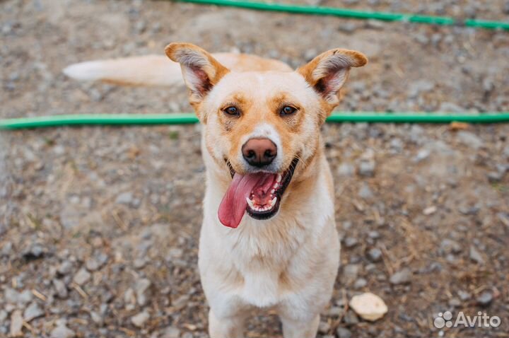 Пес в добрые руки