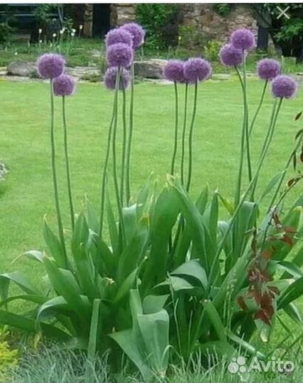 Лук Суварова