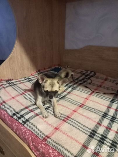 Чихуахуа mini девочка