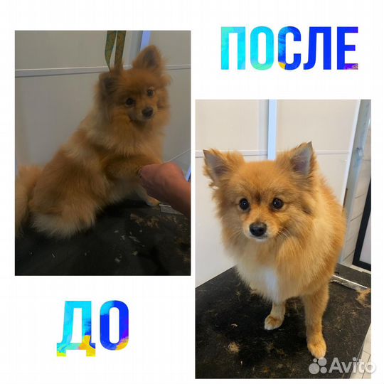 Грумер,стрижка собак