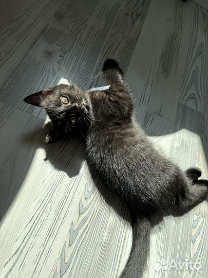 Кошечка плачет, добрых хозяев хочет