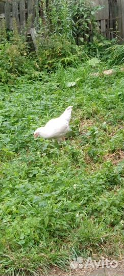 Куры молодки