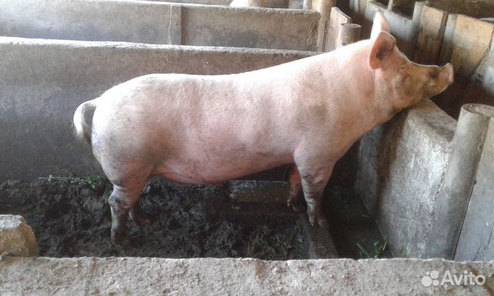 Поросята Хряк 11 месяцев