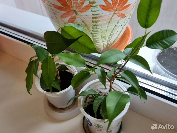 Фикус бенджамина цена в описании