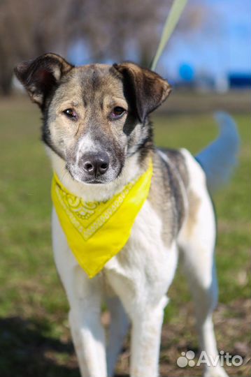 Собаки бесплатно