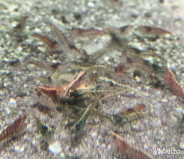 Улитки Хелены,сомики анциструсы