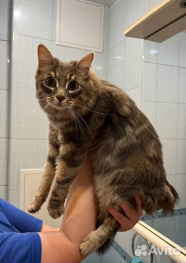 Найдена кошка