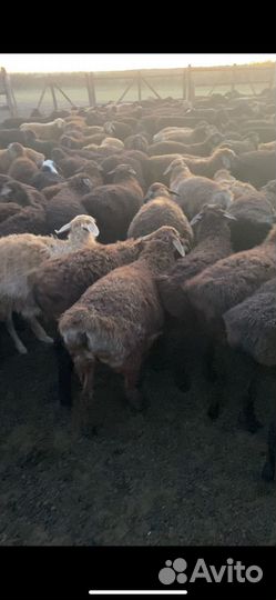 Эдильбаевские ярочки