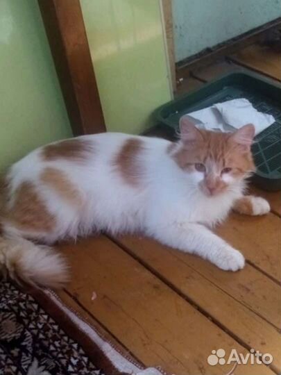 Пристраиваем Кузиньку в добрые ручки,1г. и 2 мес