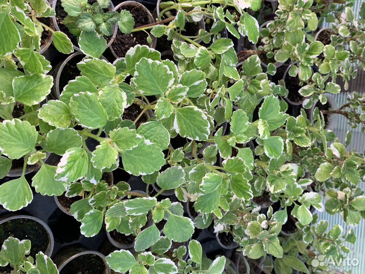 Плектрантусы