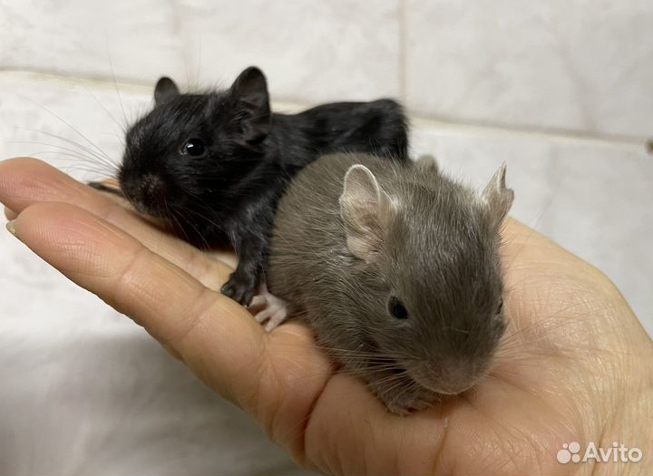 Дегу, песчанки, мышки, хомячки