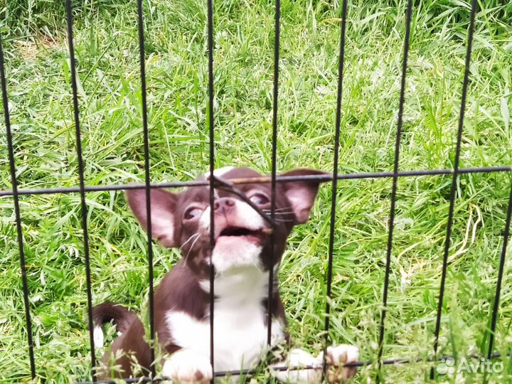 Малыш чихуахуа мальчик