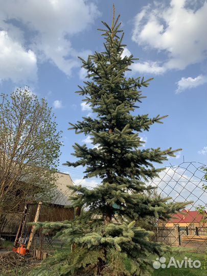 Ель голубая