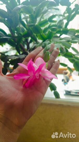 Декабрист шлюмбергера фуксия