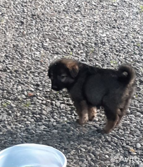 Щенки в добрые руки