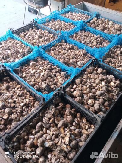 Озимый чеснок на посадку