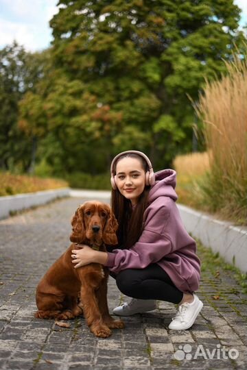 Вязка английский кокер спаниель