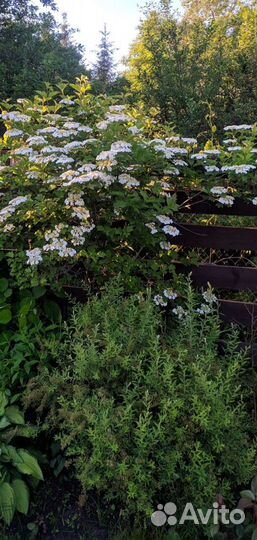 Спирея грефшейм, хоста, бересклет