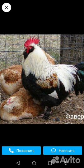 Петухи породные