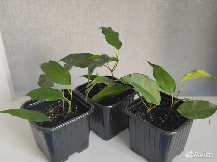 Фикус Бенджамина