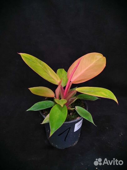 Филодендрон принц оранж 12/20-25