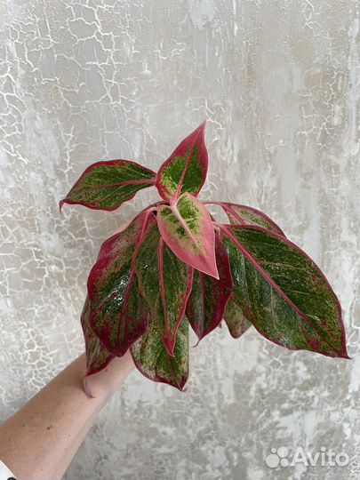 Аглаонема Крит