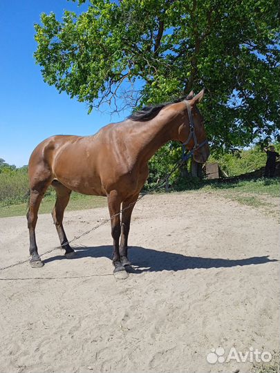 Кобыла жеребая