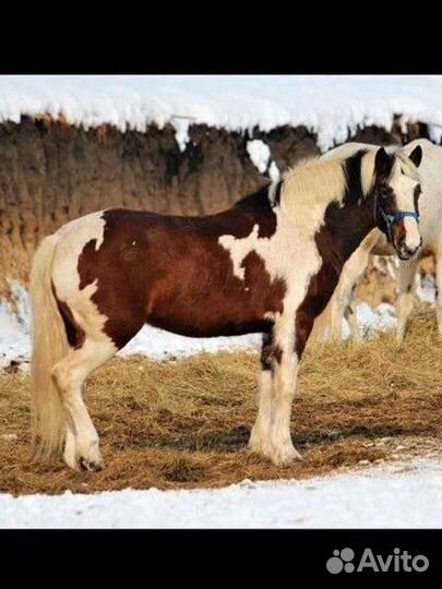 Продам кобылу и жеребчика 7 месяцев
