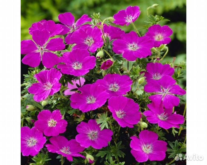 Герань кроваво-красная Max Frei