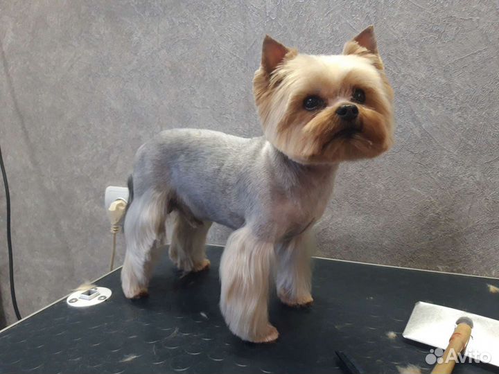 Стрижка собак, кошек, кроли