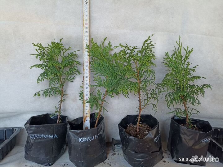 Туи Колумна и Холмструп