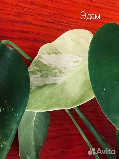 Монстера вариегатная Альба