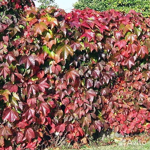 Саженцы винограда девичьего