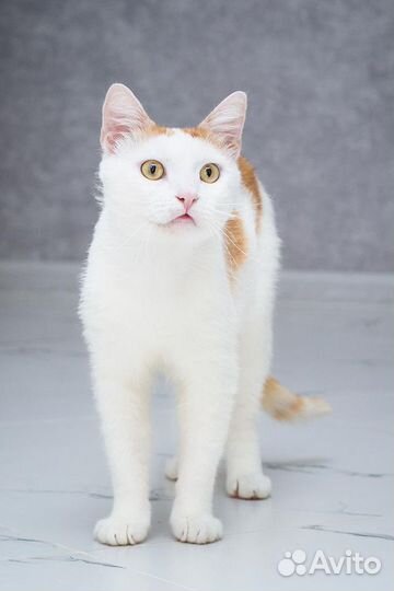 Шикарный ласковый кот в поиске дома