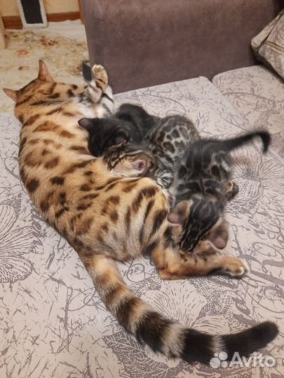 Бенгальские котята