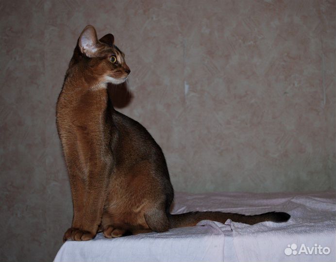 Абиссинский кот