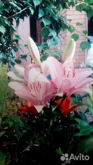 Саженцы, рассада